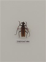 藏品(卓得魯薄翅天牛)的圖片